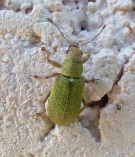 Réf. 256 295 : Pachyrhinus lethierryi